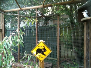 I don't think the Koala has every managed to shift himself 4 metres. let alone 4km.
